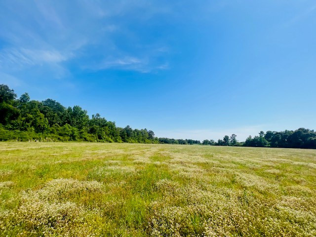 0 Chemin Bill Simmons Road Mount Hermon, LA 70450 - Photo 8 of 15 Photo 8