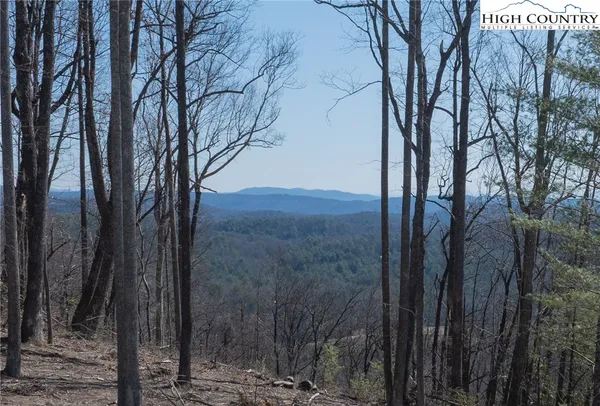 a view of a forest filled with trees