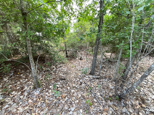 Tbd County Road Bastrop, TX 78602 - Photo 2 of 10 a view of a forest with trees in the background
