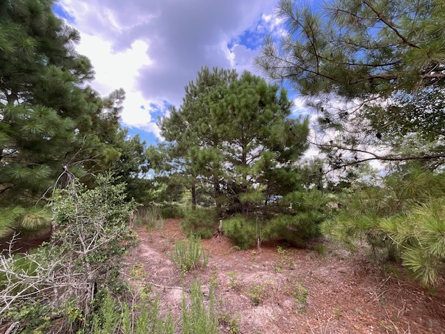 Tbd County Road Bastrop, TX 78602 - Photo 3 of 10 a view of a forest with a tree