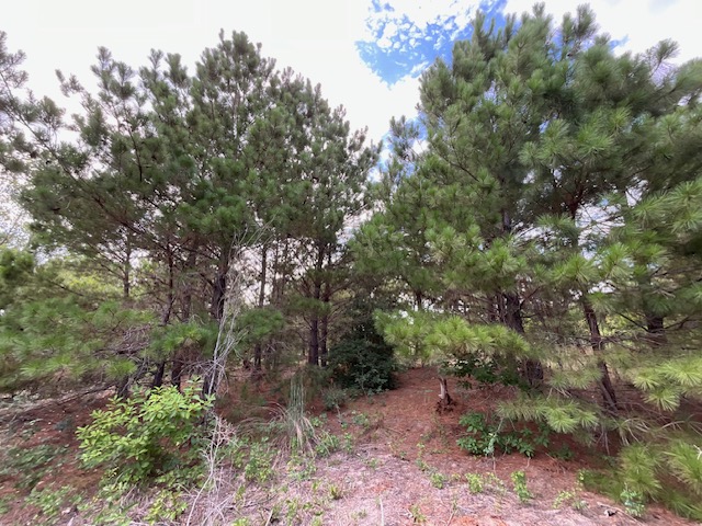Tbd County Road Bastrop, TX 78602 - Photo 4 of 10 a big yard with lots of green space
