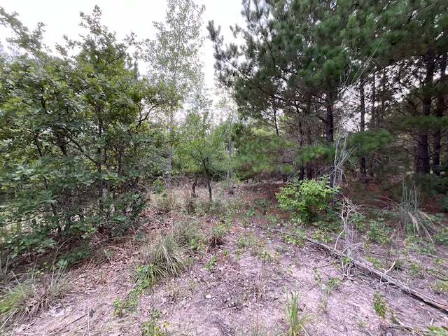 Tbd County Road Bastrop, TX 78602 - Photo 5 of 10 a view of forest