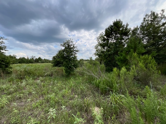 Tbd County Road Bastrop, TX 78602 - Photo 7 of 10 a view of a lush green space