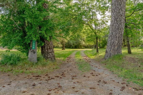 a view of a yard with a tree