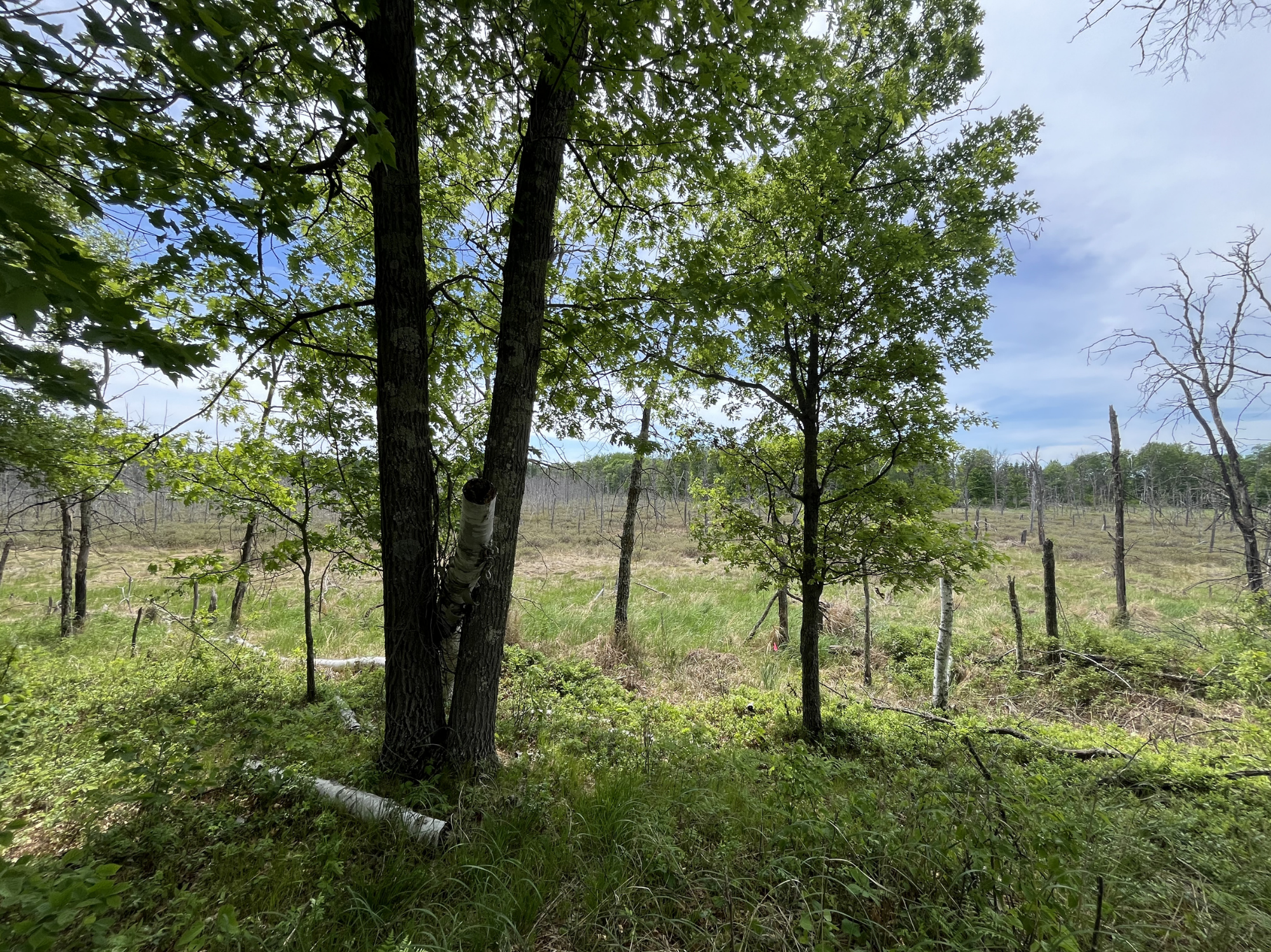 13384 Sorenson Lake Road Merrifield, MN 56465 - Photo 41 of 45