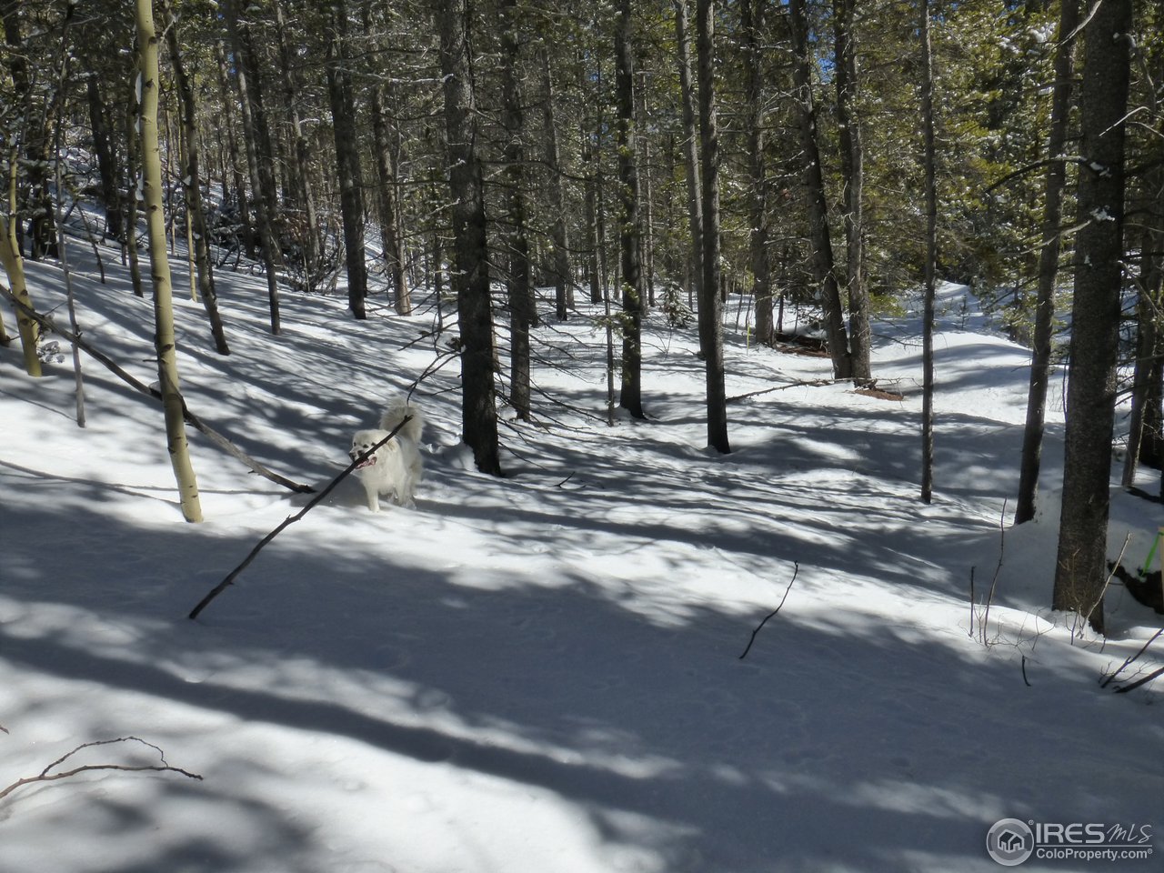 935 Rainbow Road Idaho Springs, CO 80452 - Photo 14 of 25 Gallery Image 14
