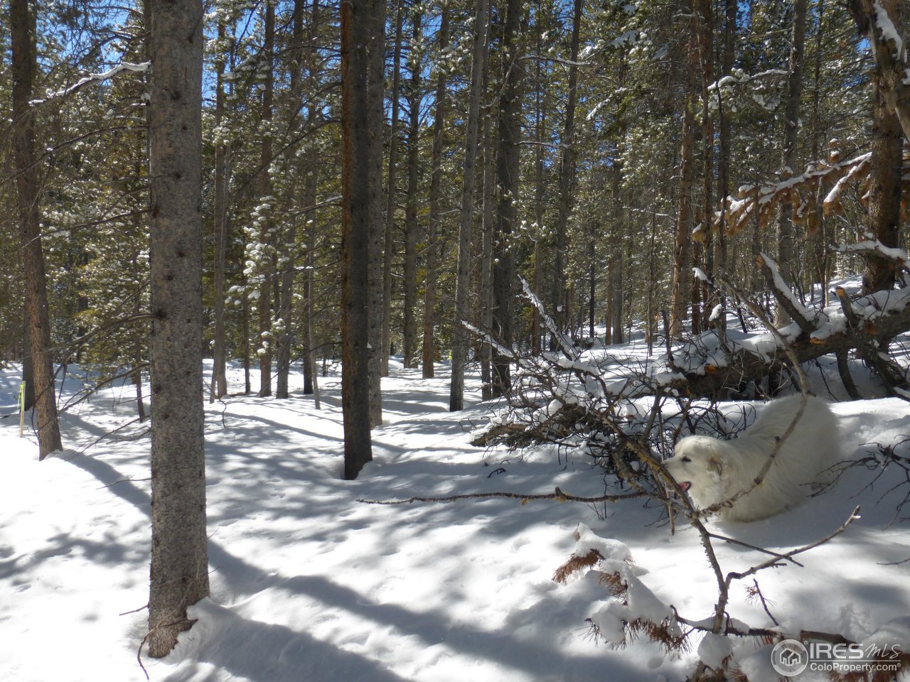 935 Rainbow Road Idaho Springs, CO 80452 - Photo 19 of 25 Gallery Image 19