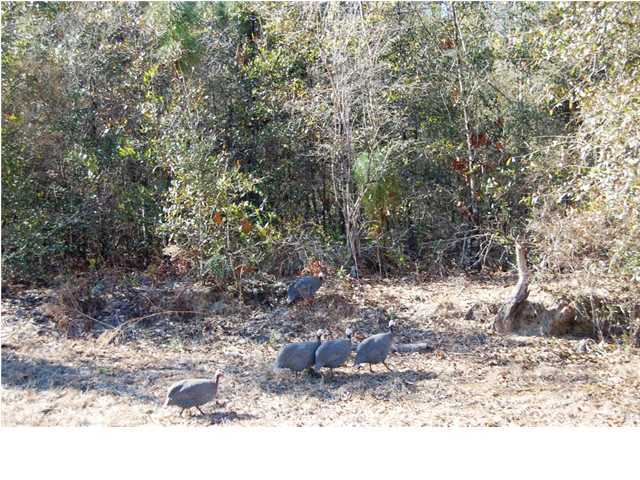 601 Fire Lane Road Holt, FL 32564 - Photo 16 of 19 Gallery Image 16