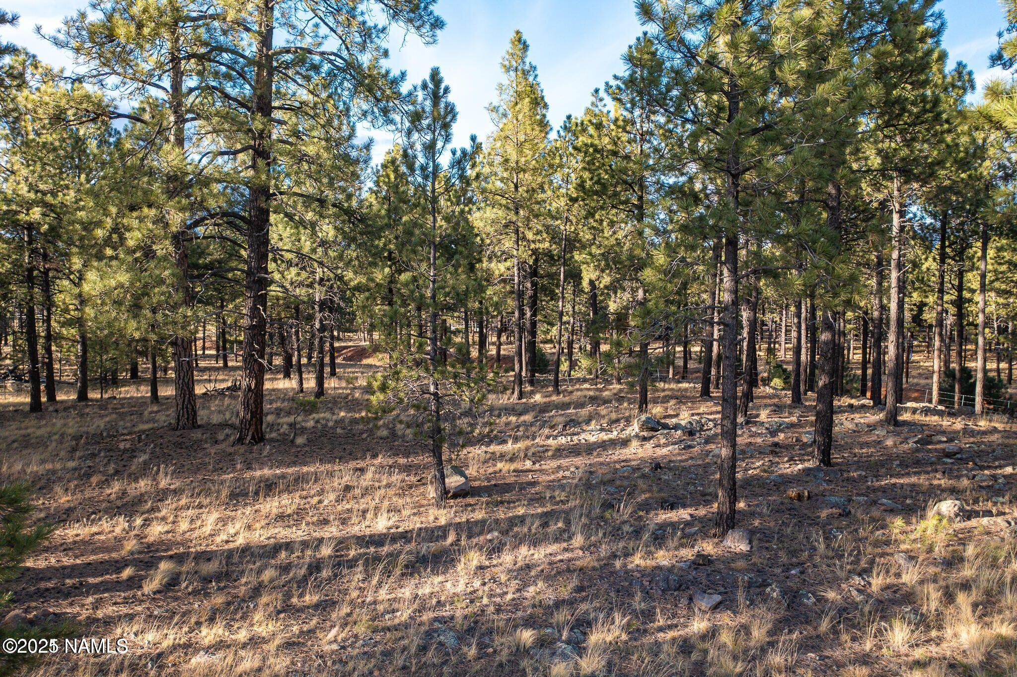 7175 West Naval Observatory Road Flagstaff, AZ 86001 - Photo 4 of 9 a view of a forest with trees