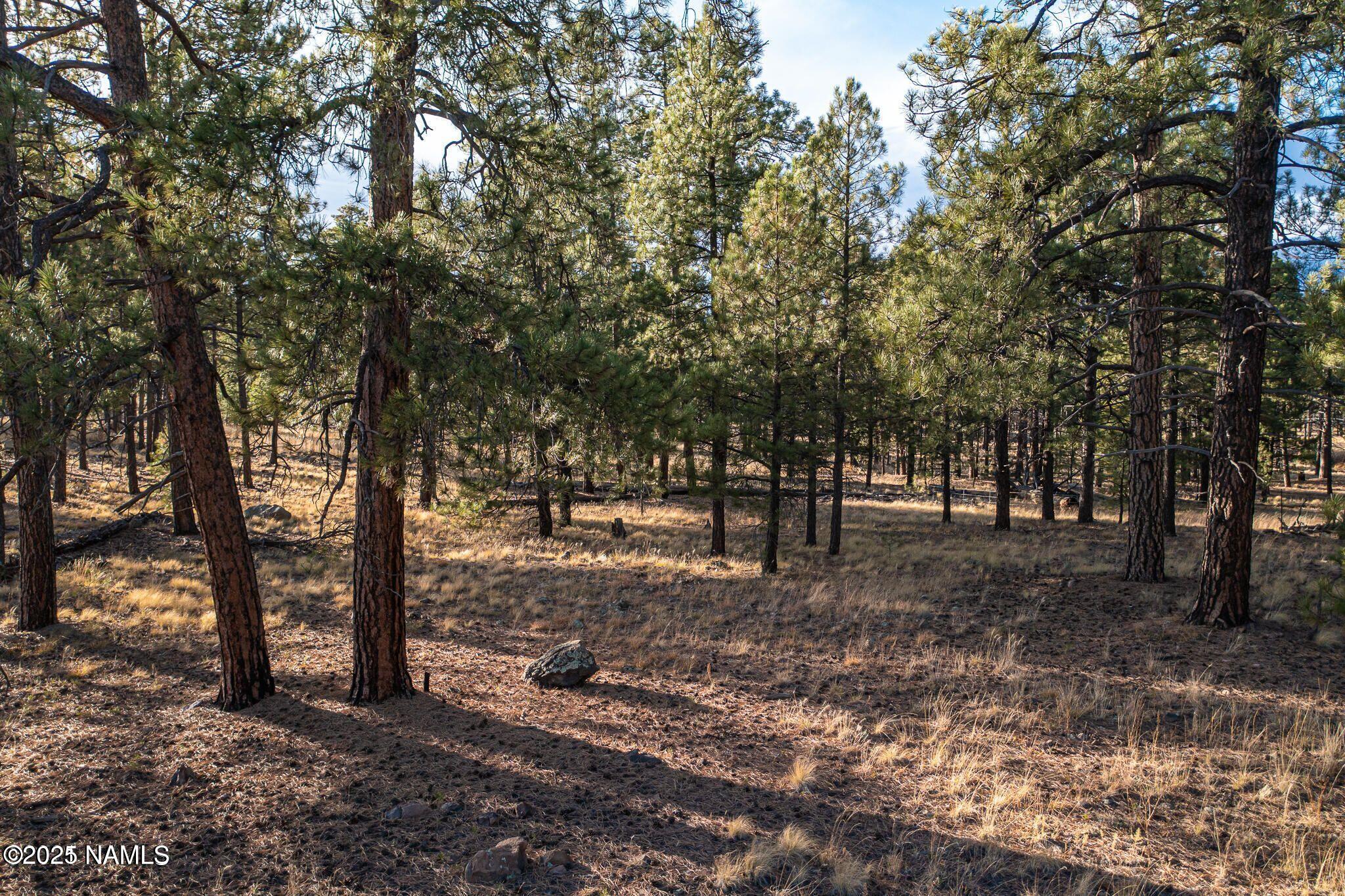 7175 West Naval Observatory Road Flagstaff, AZ 86001 - Photo 5 of 9 a view of a forest with trees