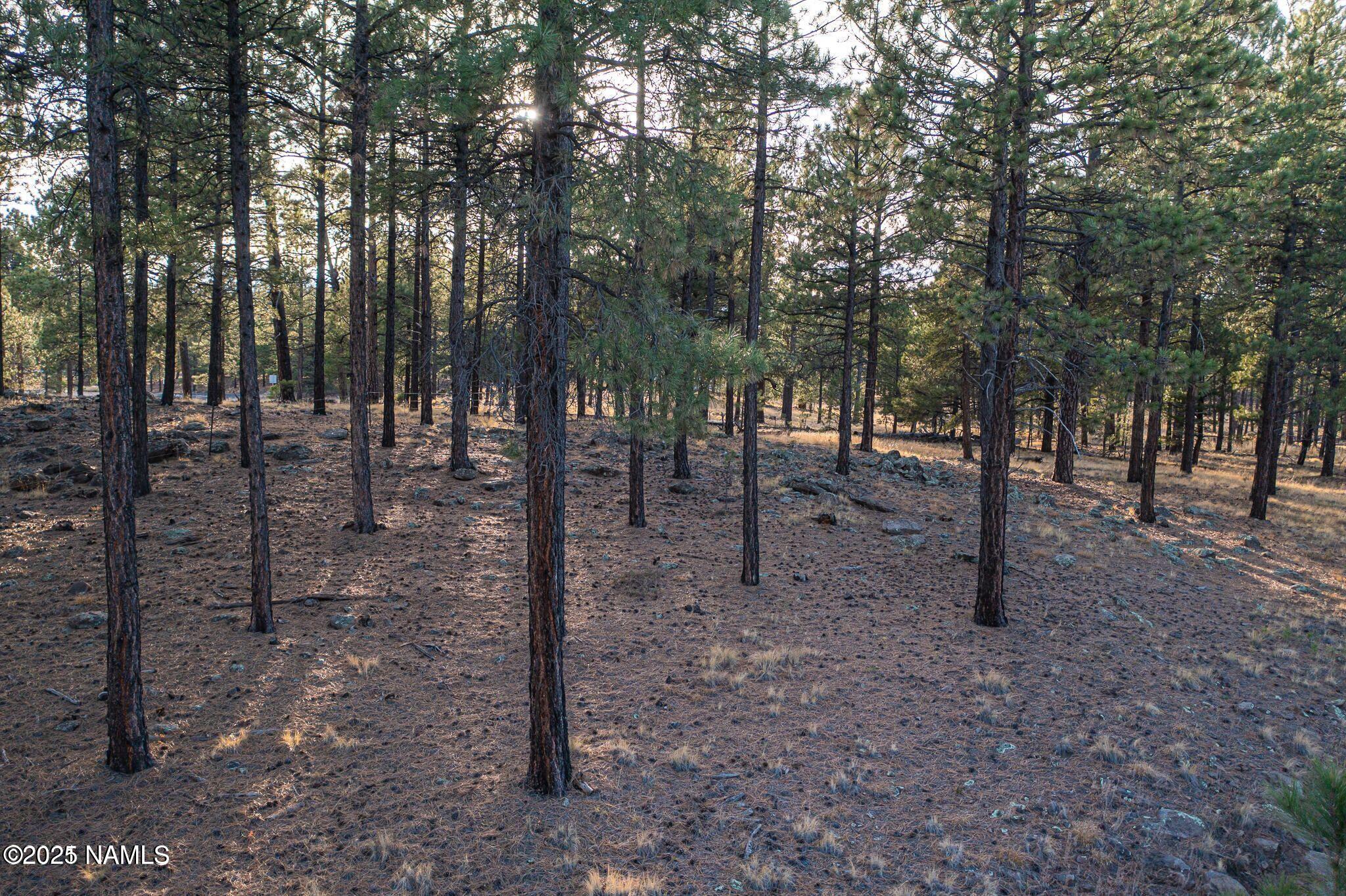 7175 West Naval Observatory Road Flagstaff, AZ 86001 - Photo 6 of 9 a view of outdoor space with trees