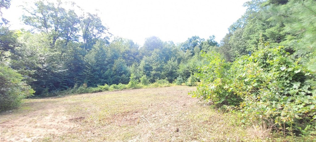225 Gulf Road Belchertown, MA 01007 - Photo 14 of 32 a view of a yard with trees in front of it