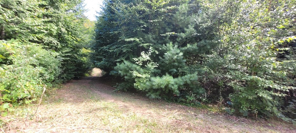 225 Gulf Road Belchertown, MA 01007 - Photo 16 of 32 a view of a yard with a tree