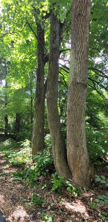 225 Gulf Road Belchertown, MA 01007 - Photo 22 of 32 a view of outdoor space and yard