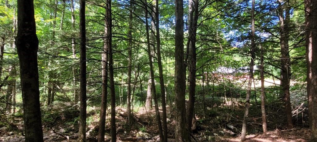 225 Gulf Road Belchertown, MA 01007 - Photo 26 of 32 a view of forest