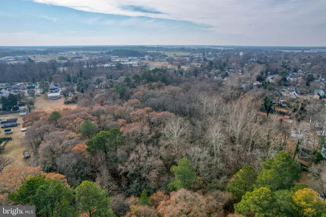 a view of a forest with a mountain in the background