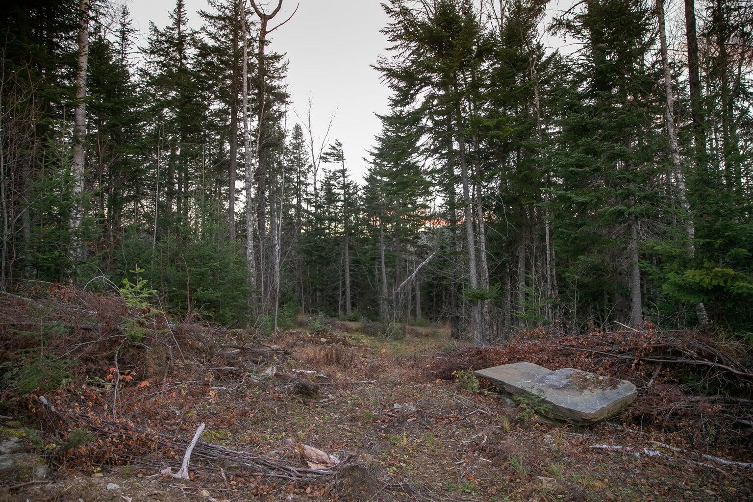 Lot 16 Mill Brook Road Sandy River Plt, ME 04970 - Photo 13 of 44