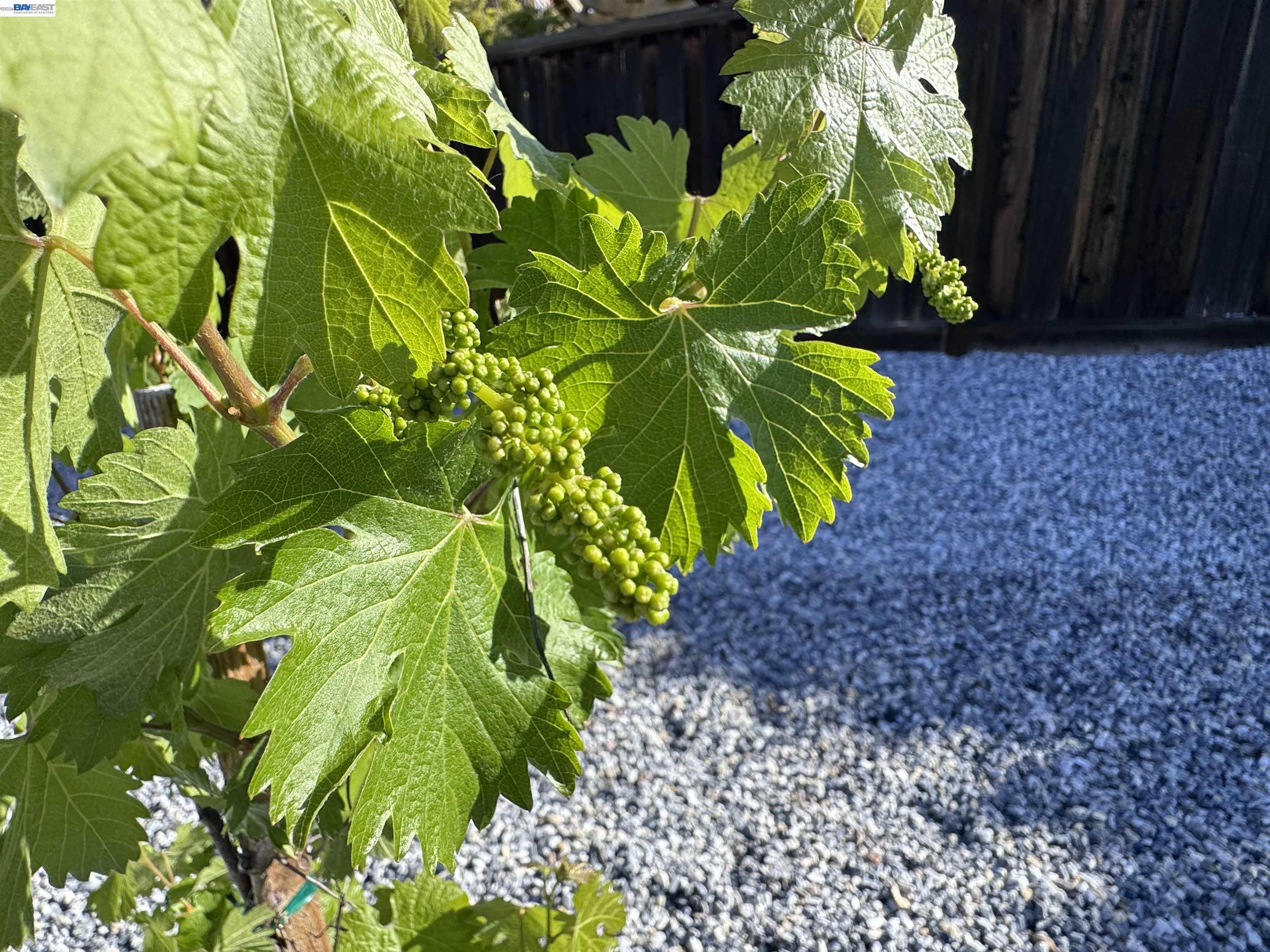 7875 Kennard Lane San Ramon, CA 94582 - Photo 56 of 60