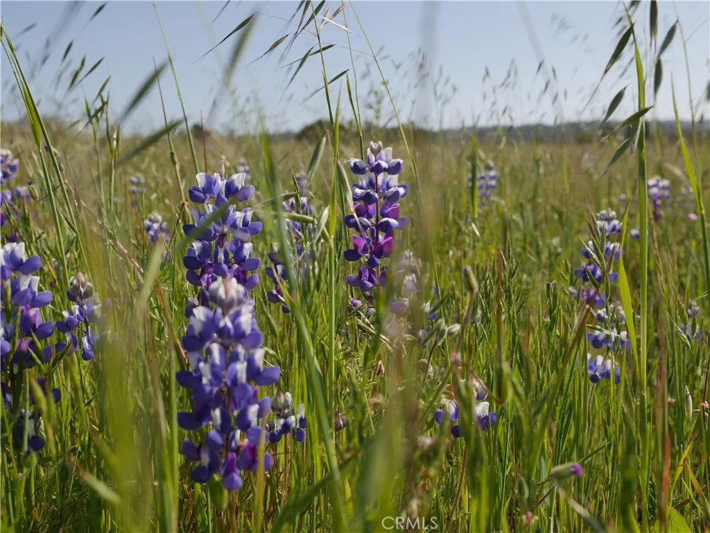 0 Bennett Templeton, CA 93465 - Photo 6 of 10 a bunch of flowers in a pots