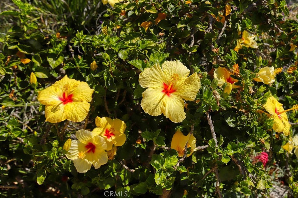 281 Spinks Canyon Road Duarte, CA 91010 - Photo 35 of 52