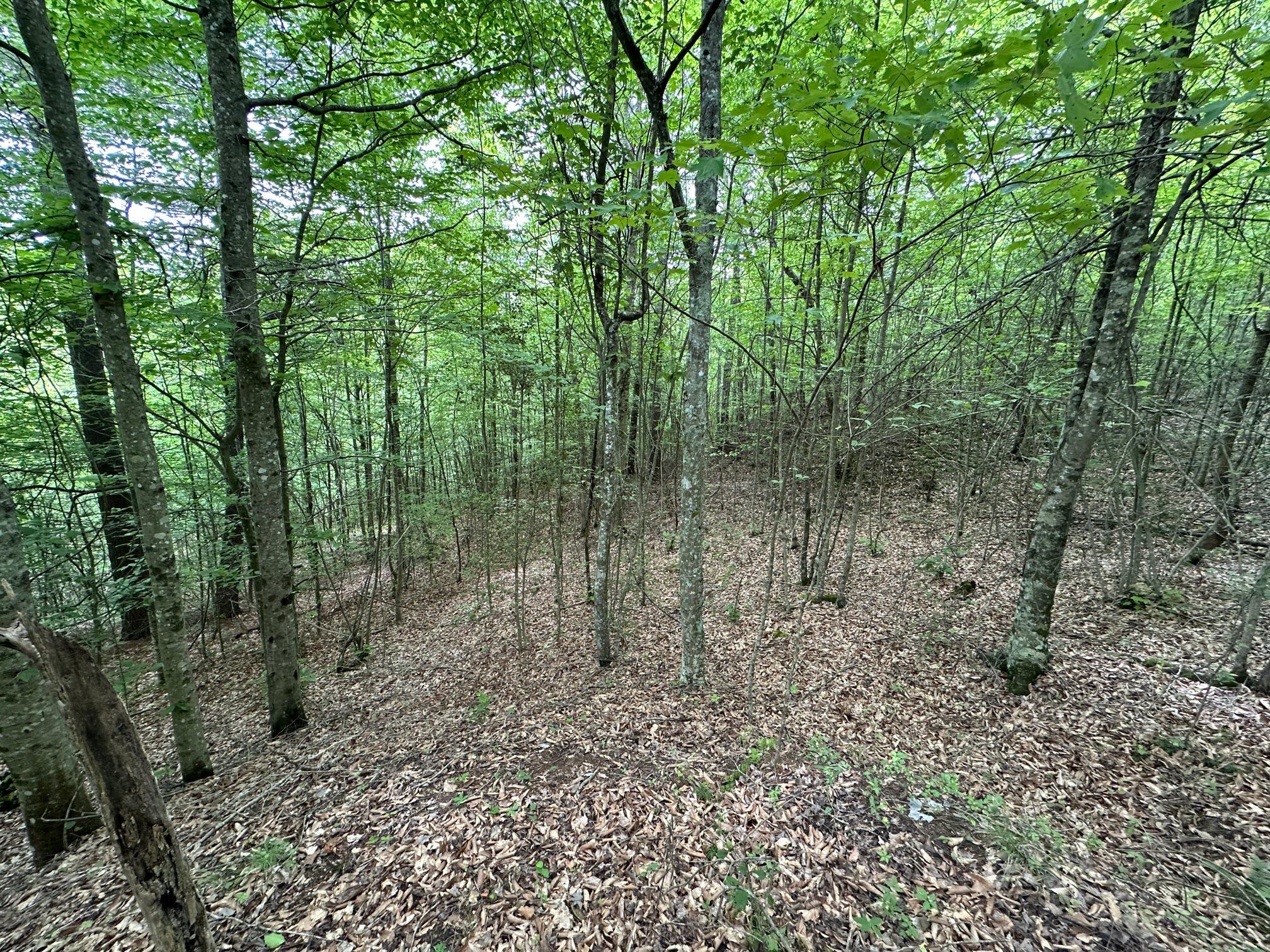 1802 River Road Williamsburg, KY 40769 - Photo 53 of 59 Woods