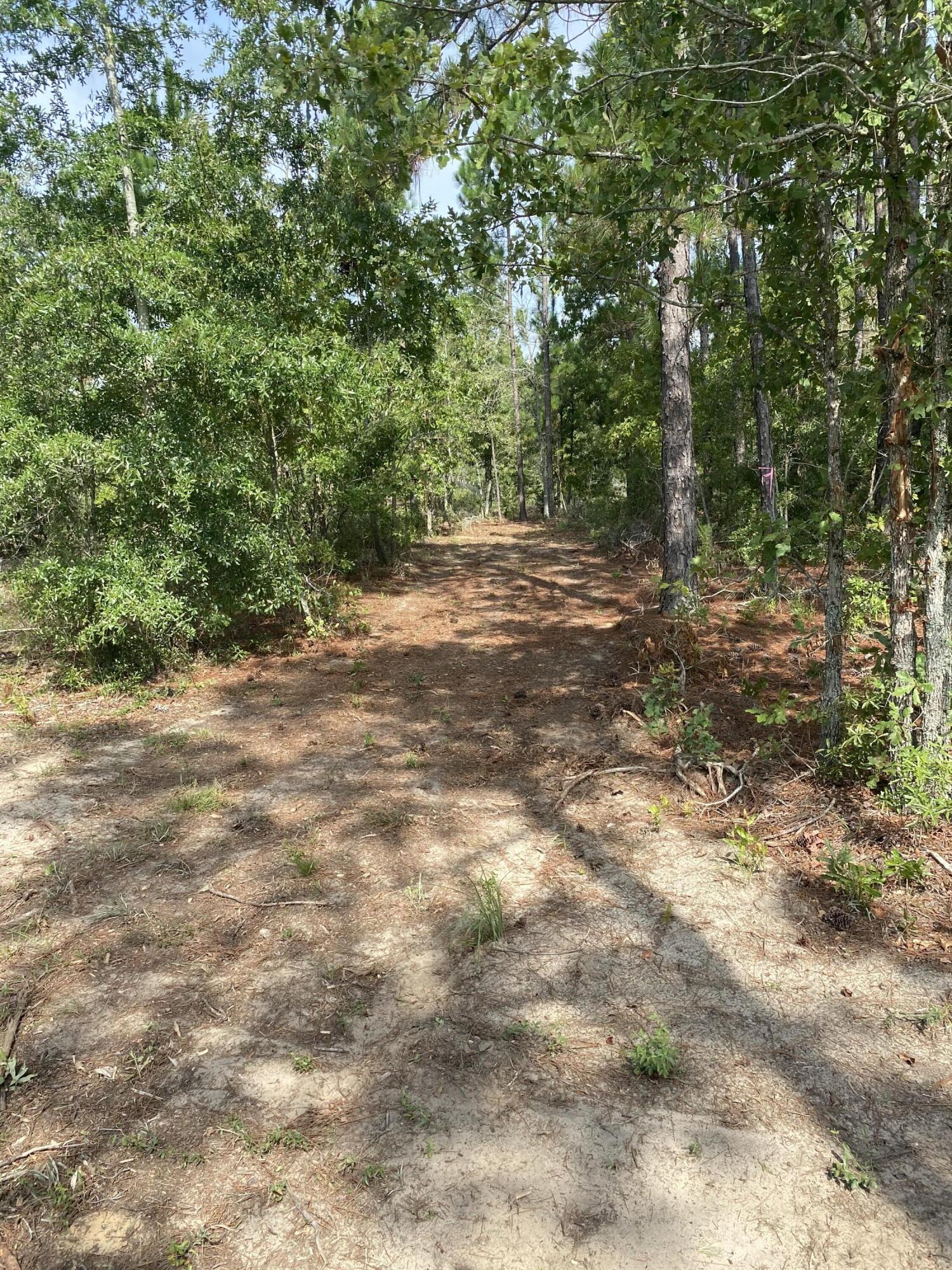 14-acres 14-acres Pearl Bonnet Road Windsor, SC 29856 - Photo 7 of 10