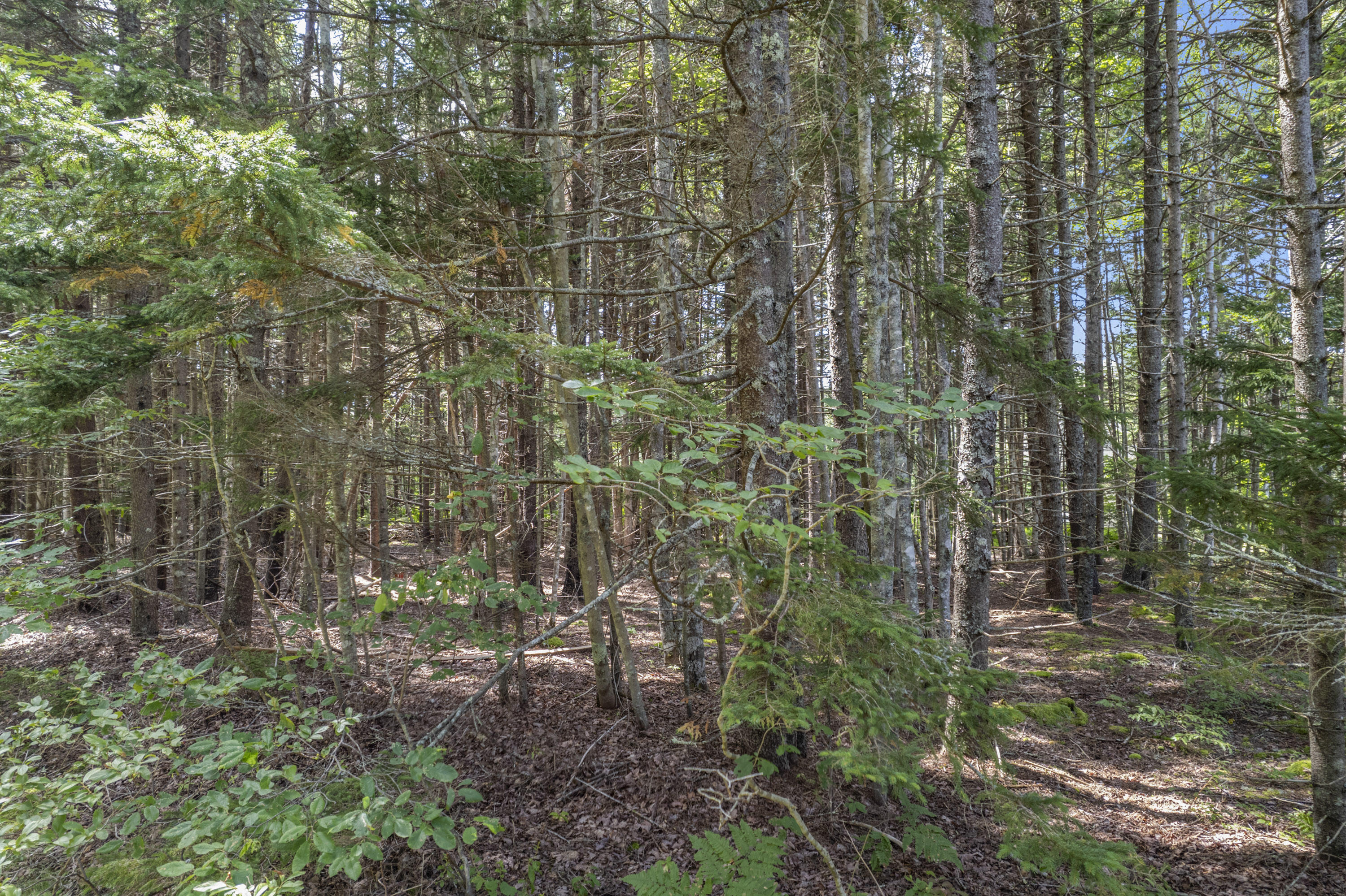 27 Tispaquin Trail New Harbor, ME 04554 - Photo 6 of 18 27 Tispaquin Trail_103
