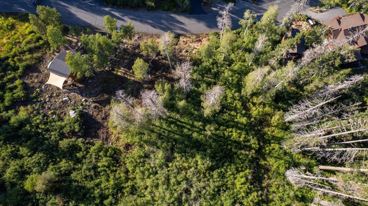 1037 Snow Crest Road Alpine Meadows, CA 96146 - Photo 16 of 18 a view of a garden with plants