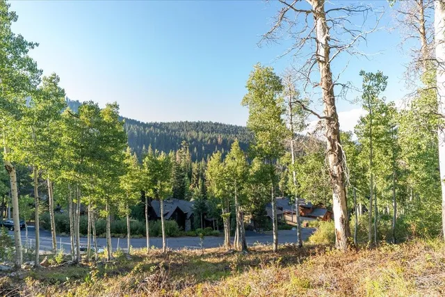 a view of a forest with trees