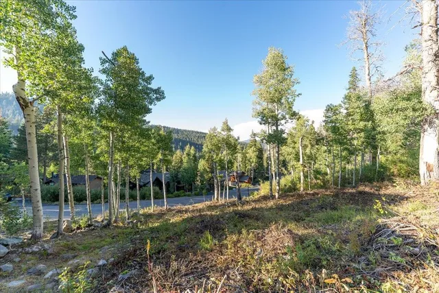 a view of a yard with plants and trees