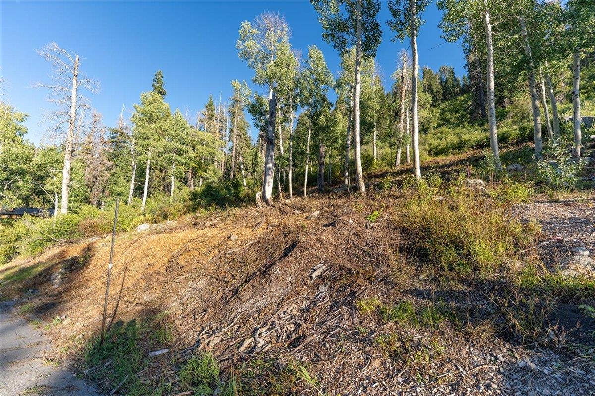 1037 Snow Crest Road Alpine Meadows, CA 96146 - Photo 7 of 18 a backyard of a house with lots of green space