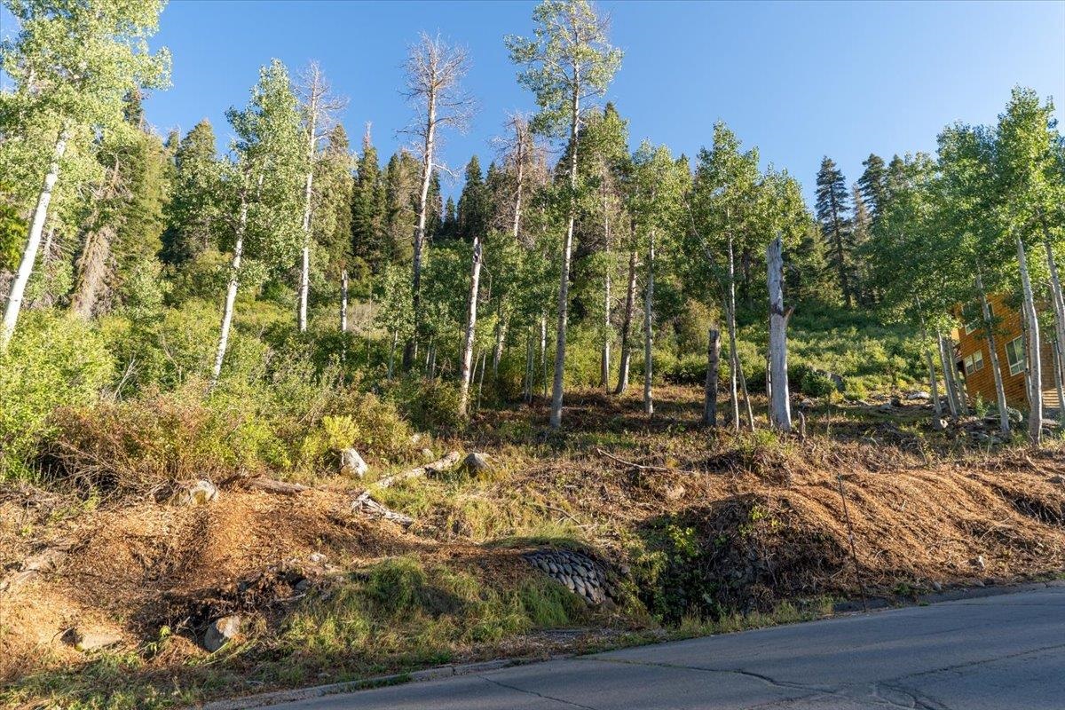 1037 Snow Crest Road Alpine Meadows, CA 96146 - Photo 8 of 18 a view of a yard with plants and trees
