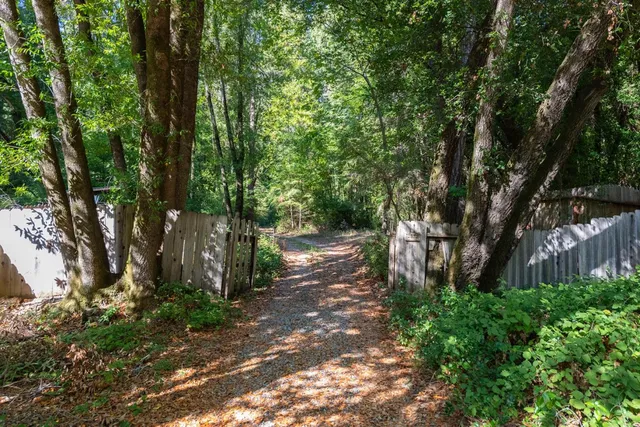 a view of a yard with plants and large trees