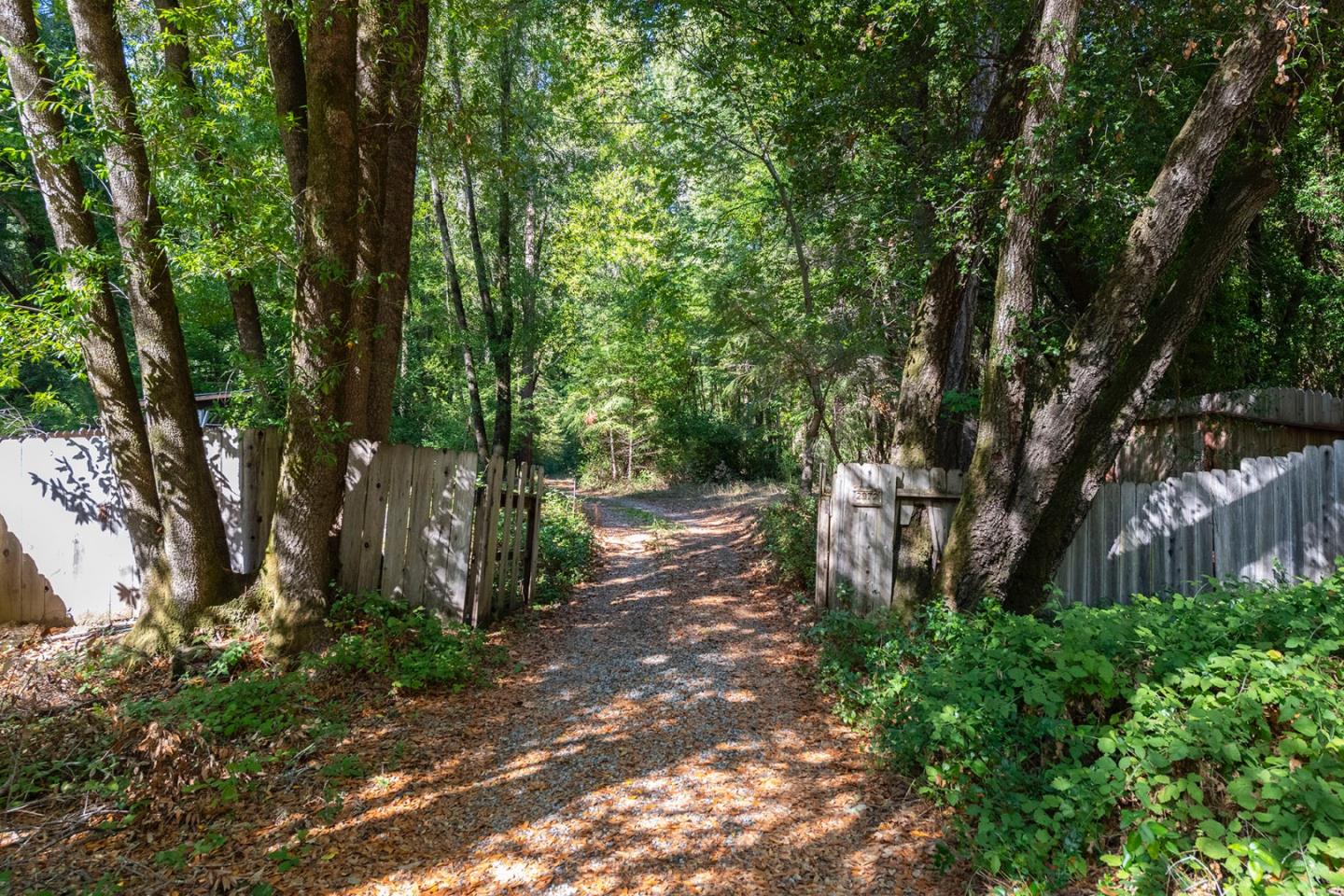 a view of a yard with plants and large trees