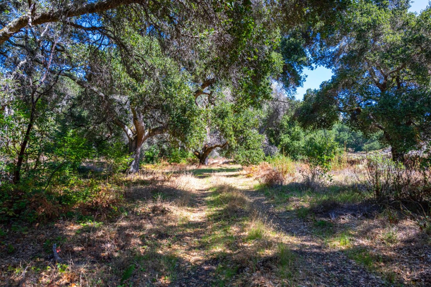 2372 Bean Creek Road Scotts Valley, CA 95066 - Photo 12 of 28 a view of a tree with a yard
