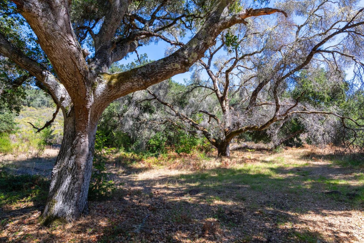 2372 Bean Creek Road Scotts Valley, CA 95066 - Photo 13 of 28 a view of a yard with a tree