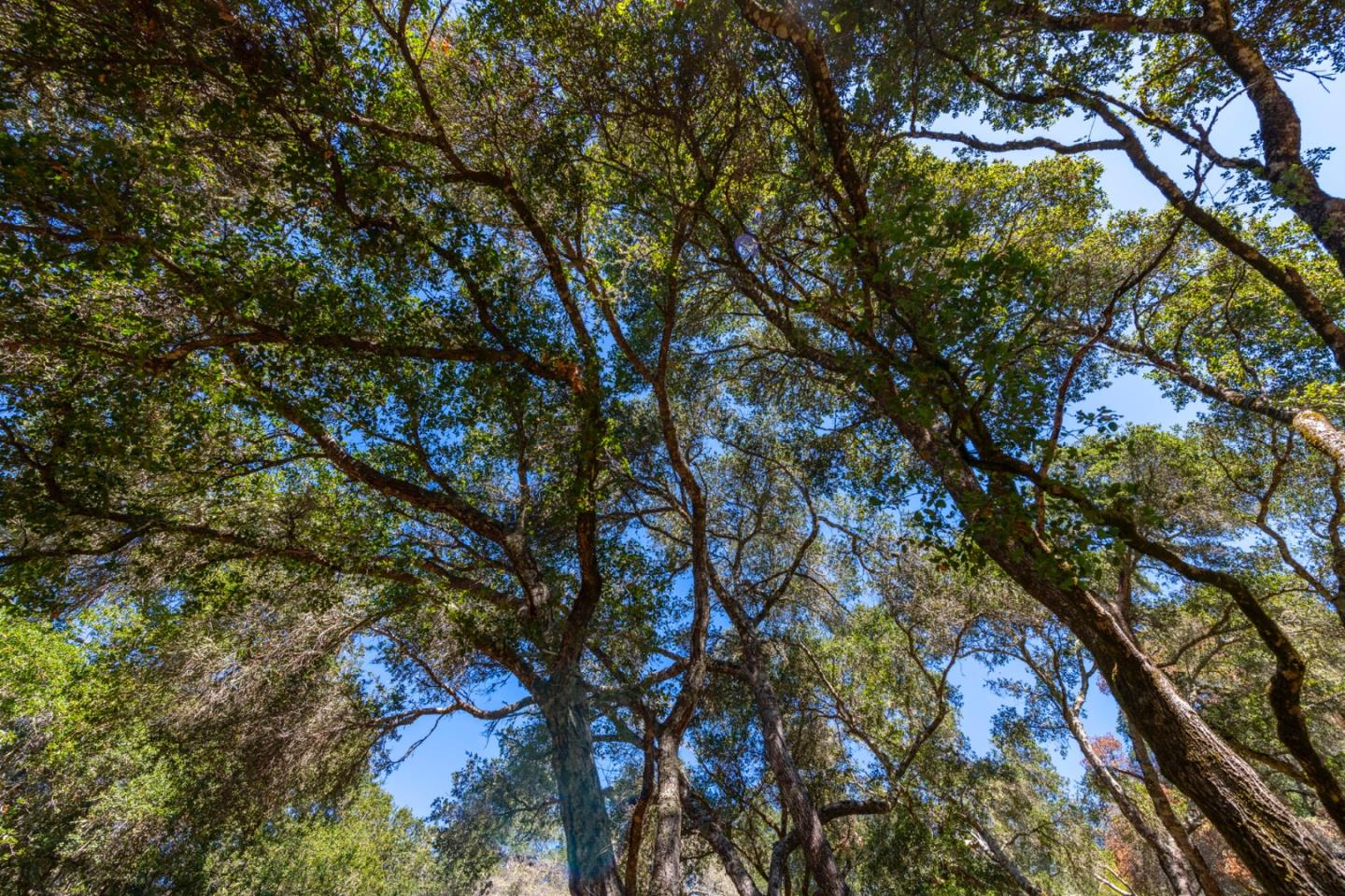 2372 Bean Creek Road Scotts Valley, CA 95066 - Photo 15 of 28