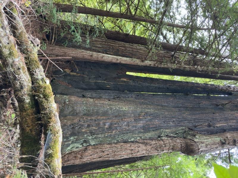 2372 Bean Creek Road Scotts Valley, CA 95066 - Photo 16 of 34 a view of a yard with a tree