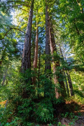 a view of a yard with plants and trees