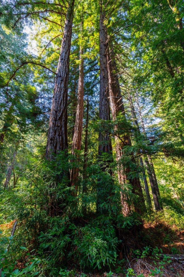 2372 Bean Creek Road Scotts Valley, CA 95066 - Photo 19 of 28 a view of a garden