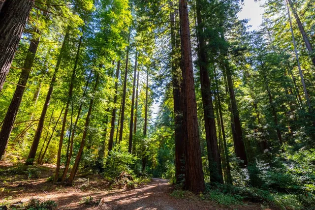 a view of a yard with plants