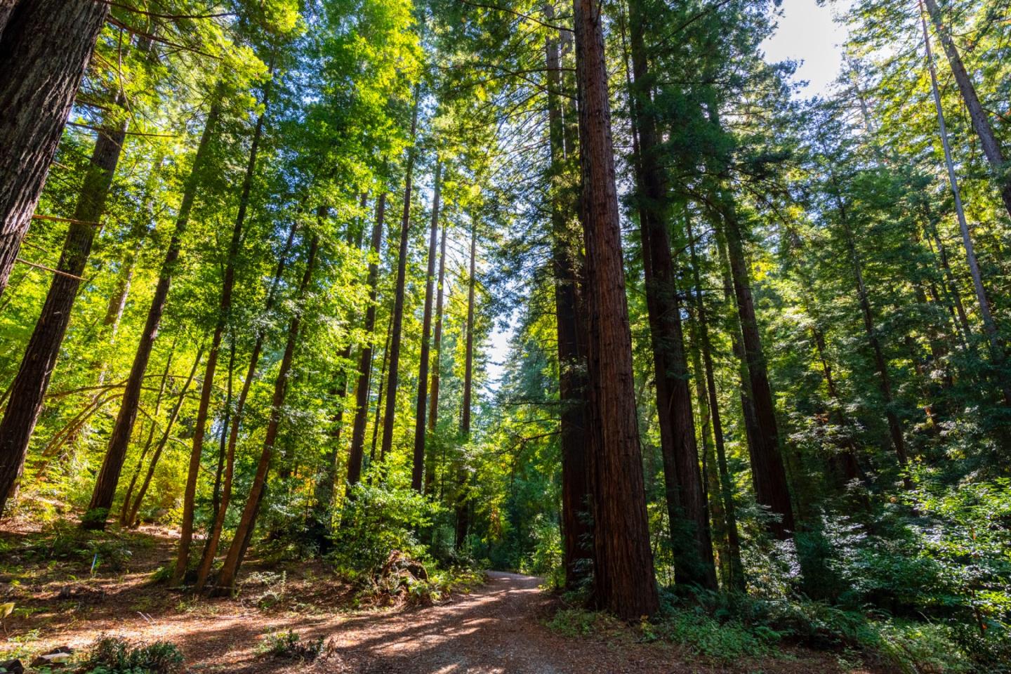 2372 Bean Creek Road Scotts Valley, CA 95066 - Photo 22 of 28 a view of forest