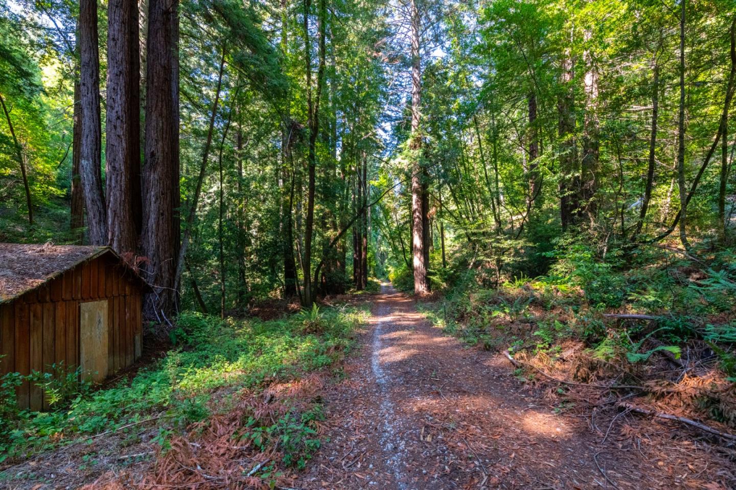 2372 Bean Creek Road Scotts Valley, CA 95066 - Photo 27 of 28 a view of a yard with large trees