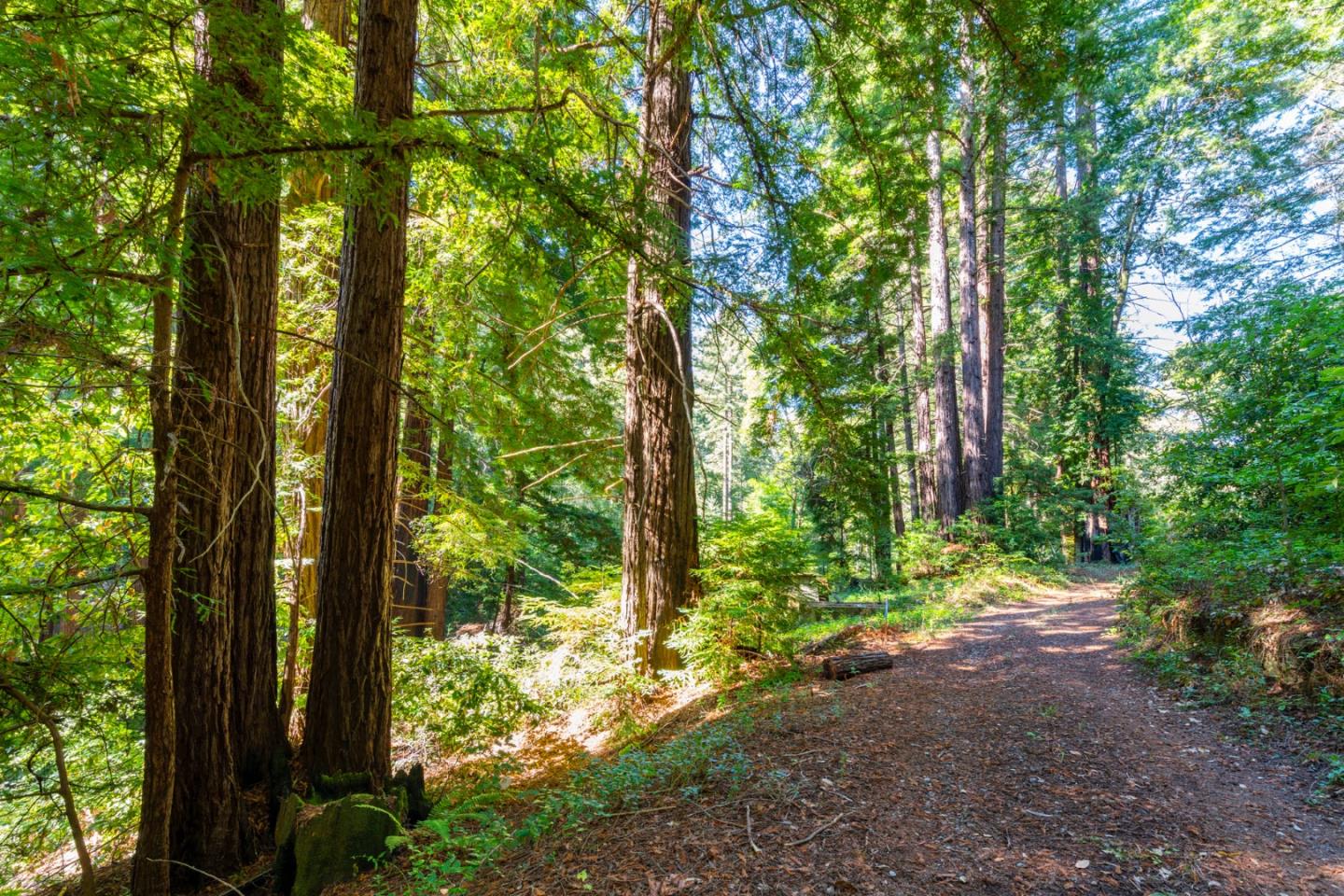 2372 Bean Creek Road Scotts Valley, CA 95066 - Photo 27 of 34 a view of a yard with plants and trees
