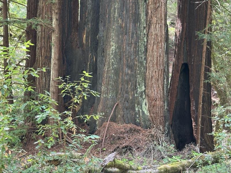 2372 Bean Creek Road Scotts Valley, CA 95066 - Photo 34 of 34 a plant that is in front of a house