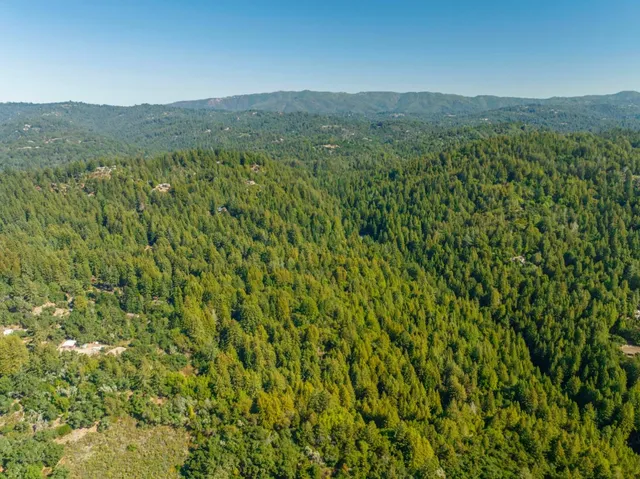 a view of a lush green forest with a mountain