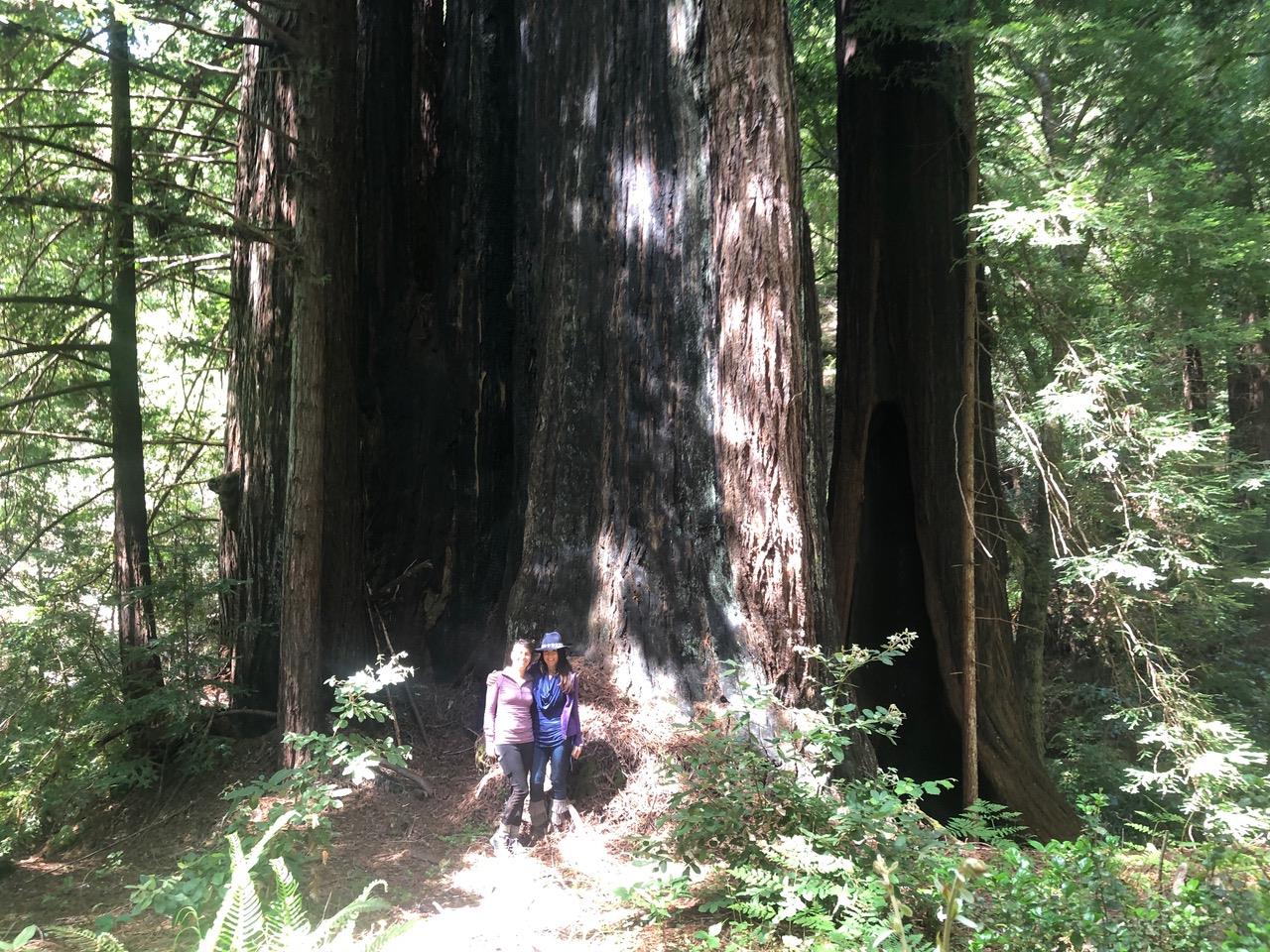 2372 Bean Creek Road Scotts Valley, CA 95066 - Photo 7 of 34 a view of a porch of a house with a yard