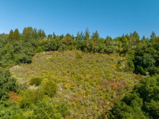 a view of a large yard with a tree