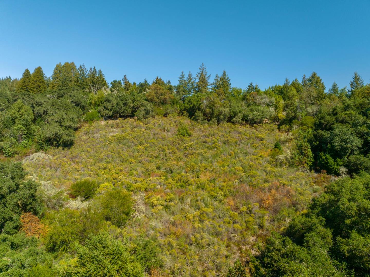 2372 Bean Creek Road Scotts Valley, CA 95066 - Photo 8 of 28 a view of a large yard with a tree