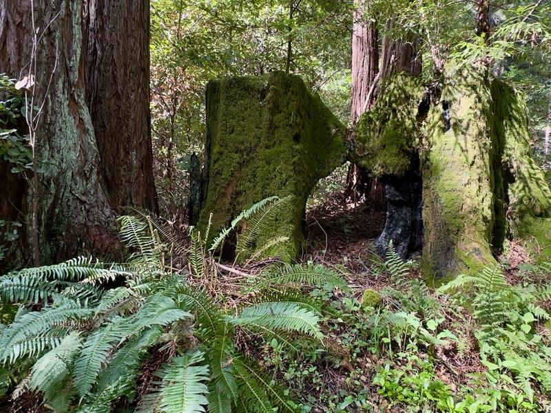 2372 Bean Creek Road Scotts Valley, CA 95066 - Photo 8 of 34 a backyard of a house with lots of green space